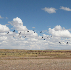 birds.png