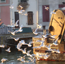 birds_grau.png