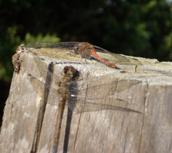 dragonflies.png